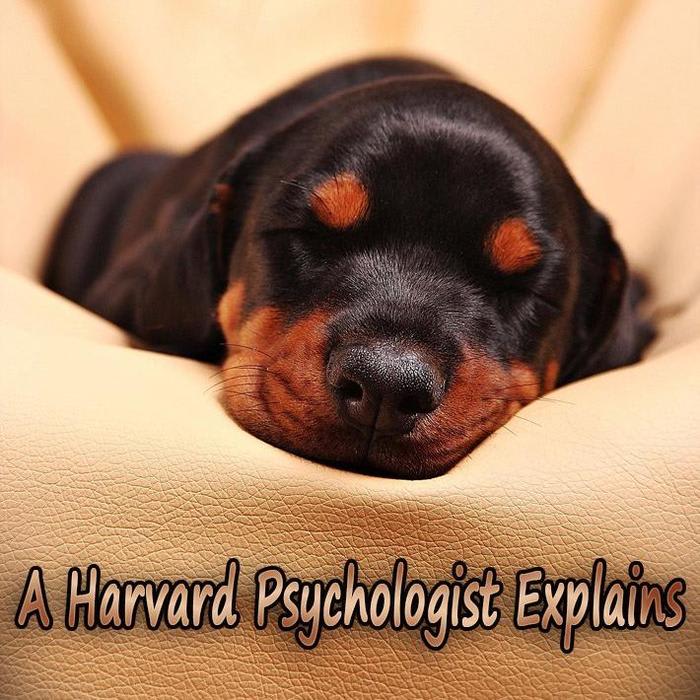 What is Your Dog Dreaming About? A Harvard Psychologist Explains - Quiet Corner