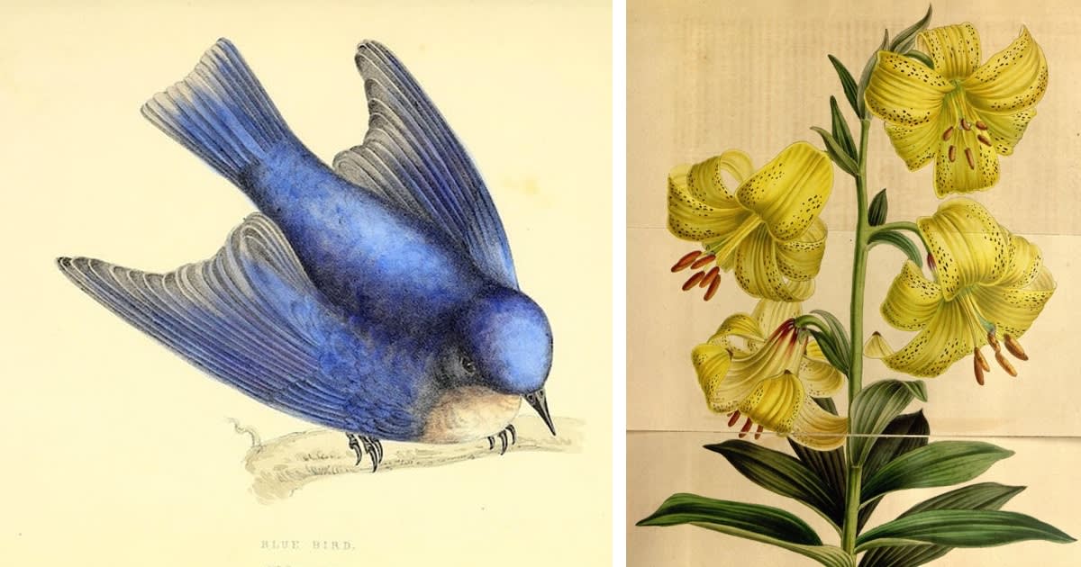 Download Over 150,000 Illustrations of Animals and Botanicals for Free