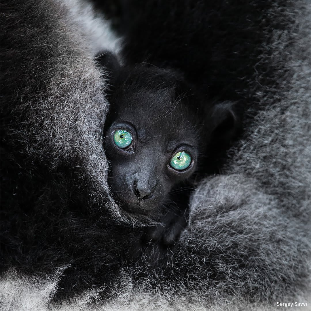 All Eyes On Me 👁️ A critically endangered baby indri lemur covered in its mother's fur. Baby Animals | 📸 Sergey Savvi National Wildlife's 2021 Photo Contest Honorable Mentions 📲: