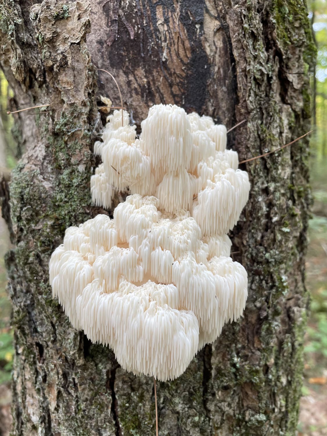 Walk in a forest in New Hampshire and saw this beautiful fungus