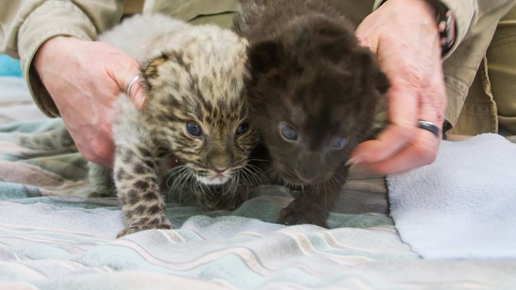 Meet The Incredibly Rare (And Adorable) Leopard Cubs Just Born At A Connecticut Zoo