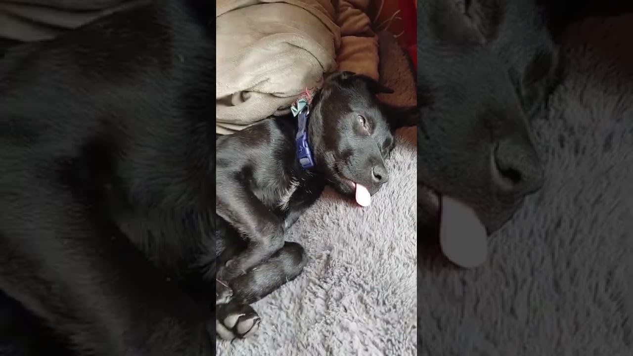 Adorable Puppy Sleeps With His Tounge Out - 1311782