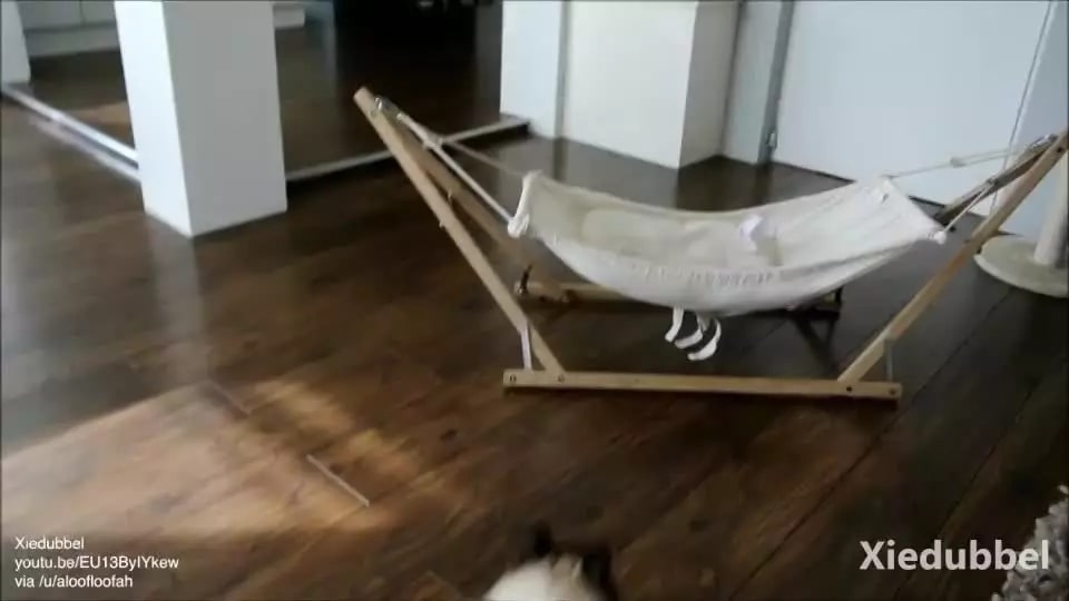 Cat learns to use a hammock