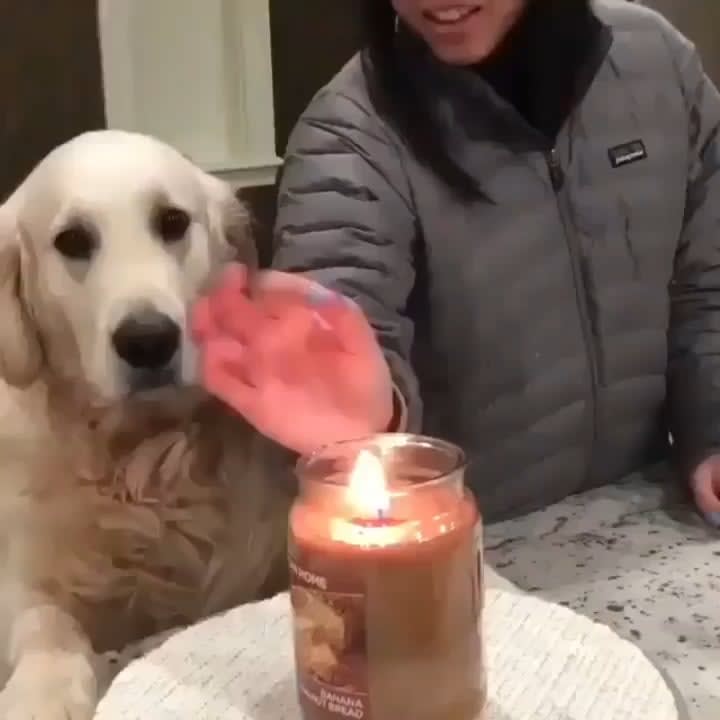 Dog trying to protect owner from being burned