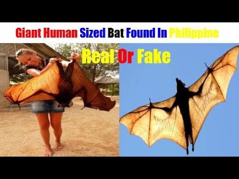 Giant Human Sized Bat Found In Philippine, Real Or Fake? | Vishal Manav Aakaar Ka Chamgadar