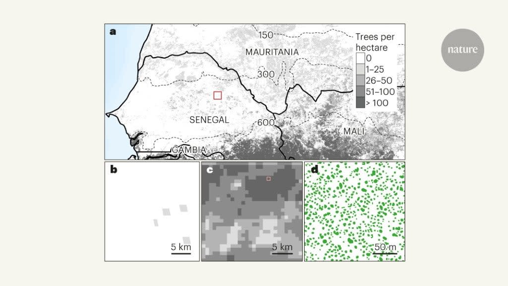Artificial intelligence reveals 1.8 billion individual trees in the Sahara. The data suggest that it will soon be possible, with certain limitations, to map the location and size of every tree worldwide.