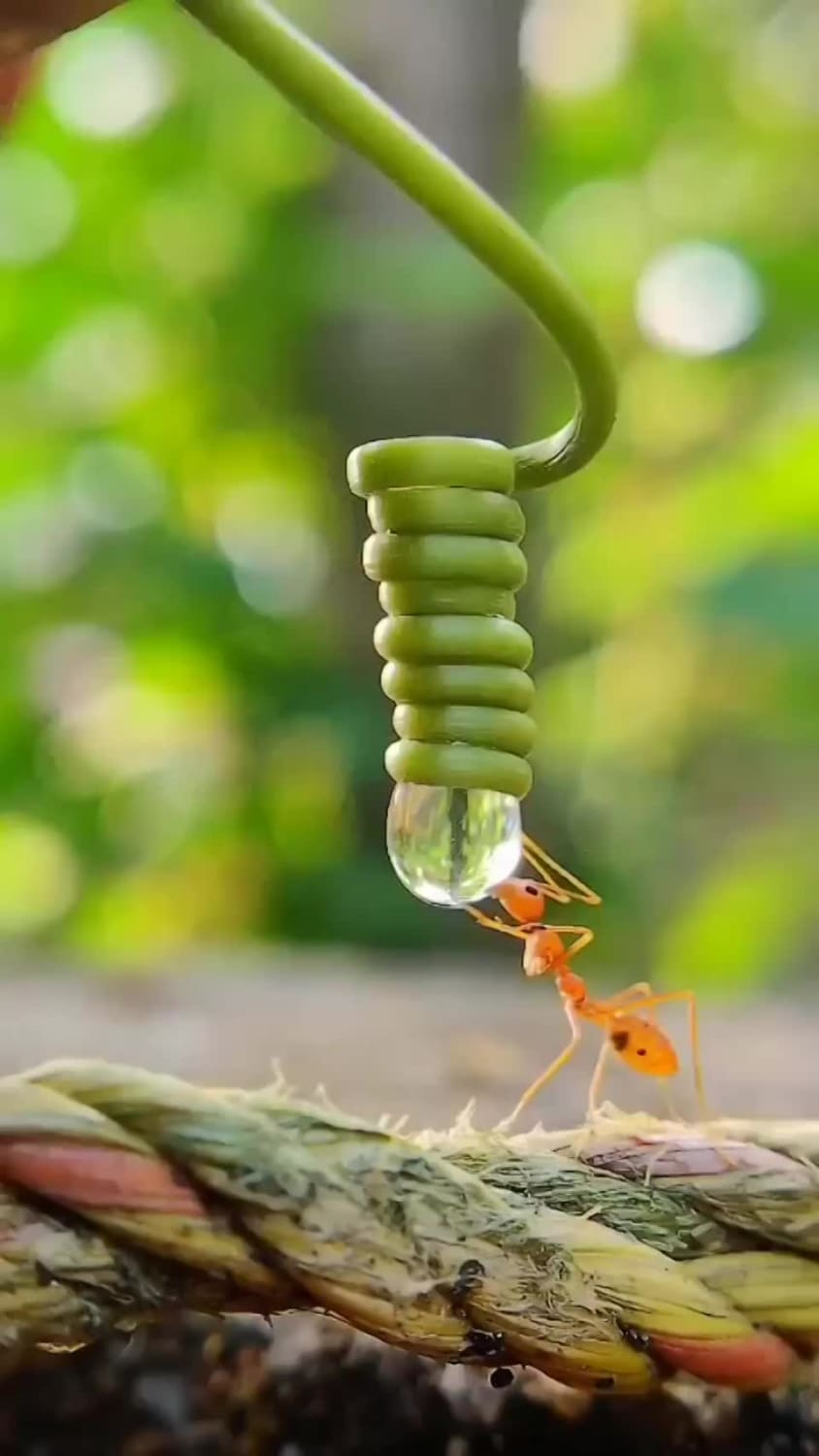 A thirsty ant drinking from a drop of water