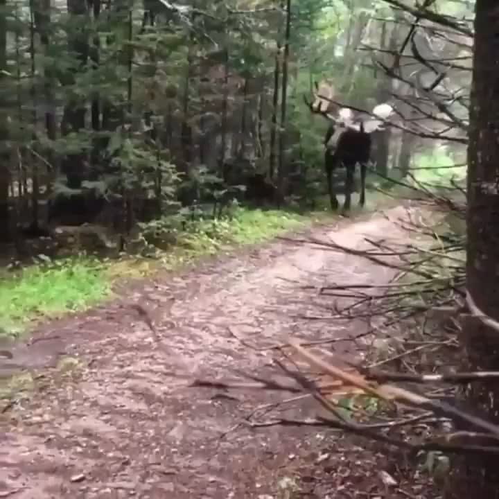 A hiker hides behind a tree as a moose approaches