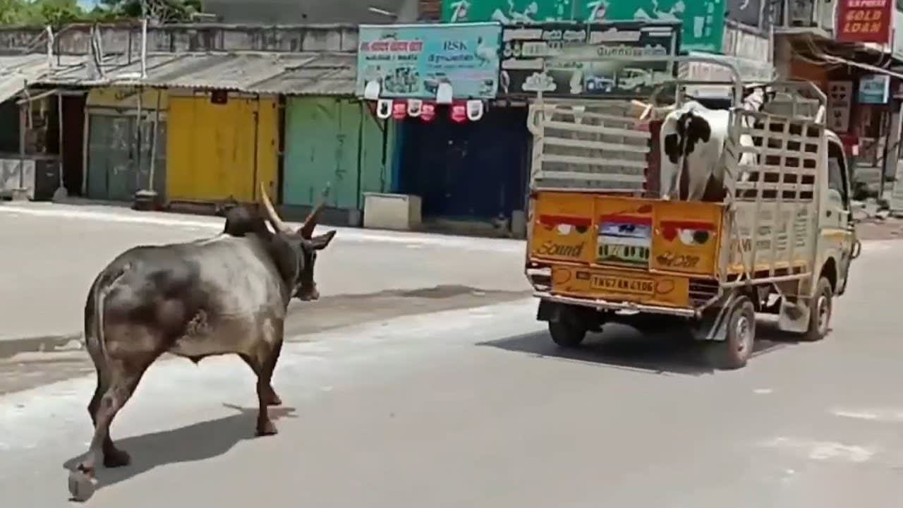 Bull saves his love