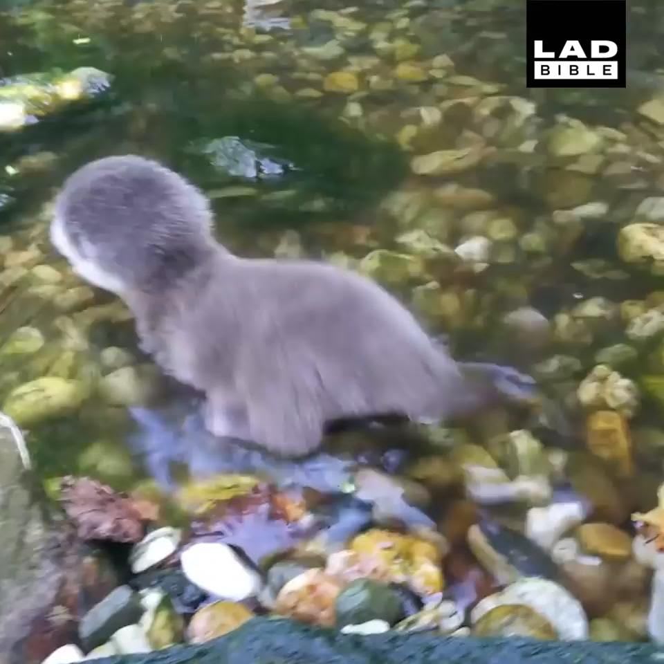 If there was ever a time to see a baby otter take to water for the first time, it's now 😍😍😍