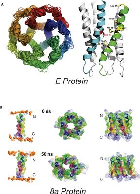 Coronavirus Proteins as Ion Channels: Current and Potential Research