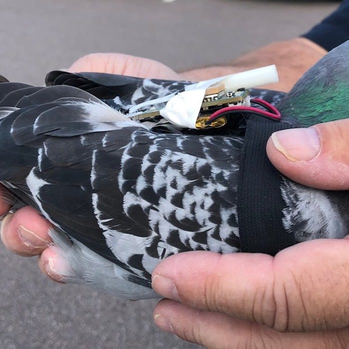 Carrier Pigeons Wearing Backpacks Are Helping Scientists Collect Climate Data