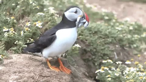 Happy SeabirdSaturday from this hungry puffin!