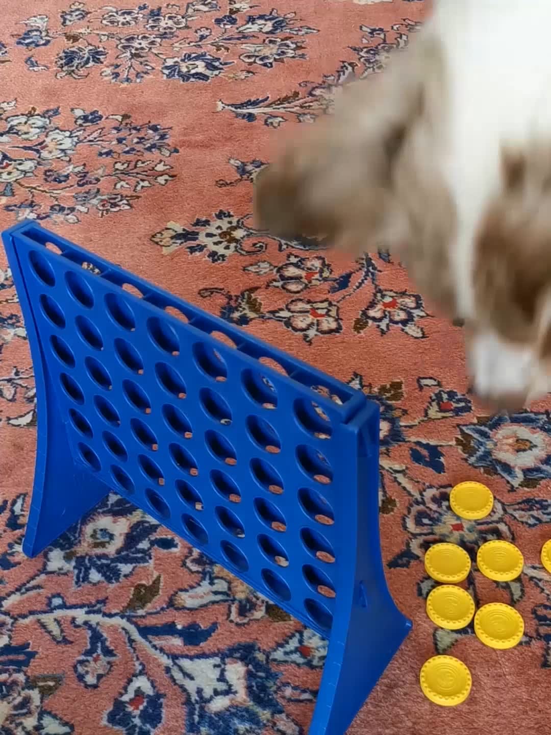 My dogs reaction playing connect 4