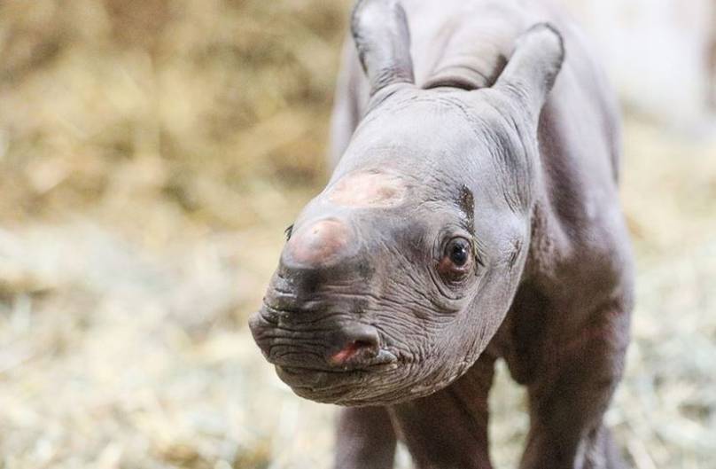 Critically Endangered Black Rhino Is Born On Christmas Eve