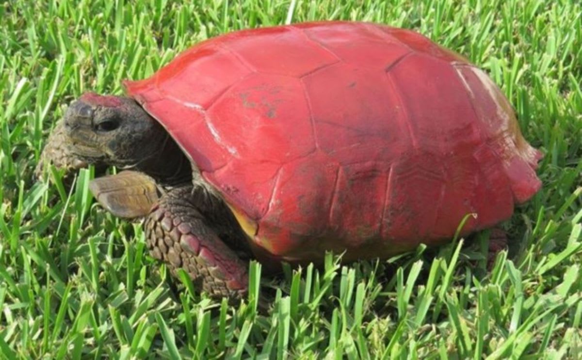 Florida Officials: Please Stop Painting Our Poor Tortoises