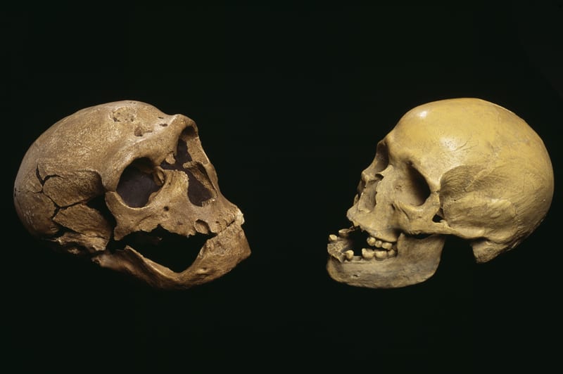 Who Were the Neanderthals?