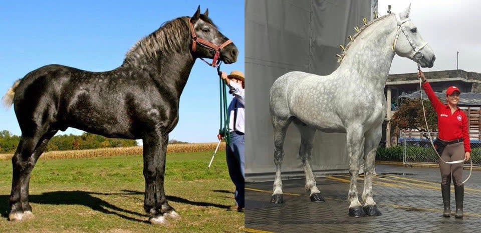 This is the same horse 5 years apart. Gray Percherons are born black and slowly turn gray.
