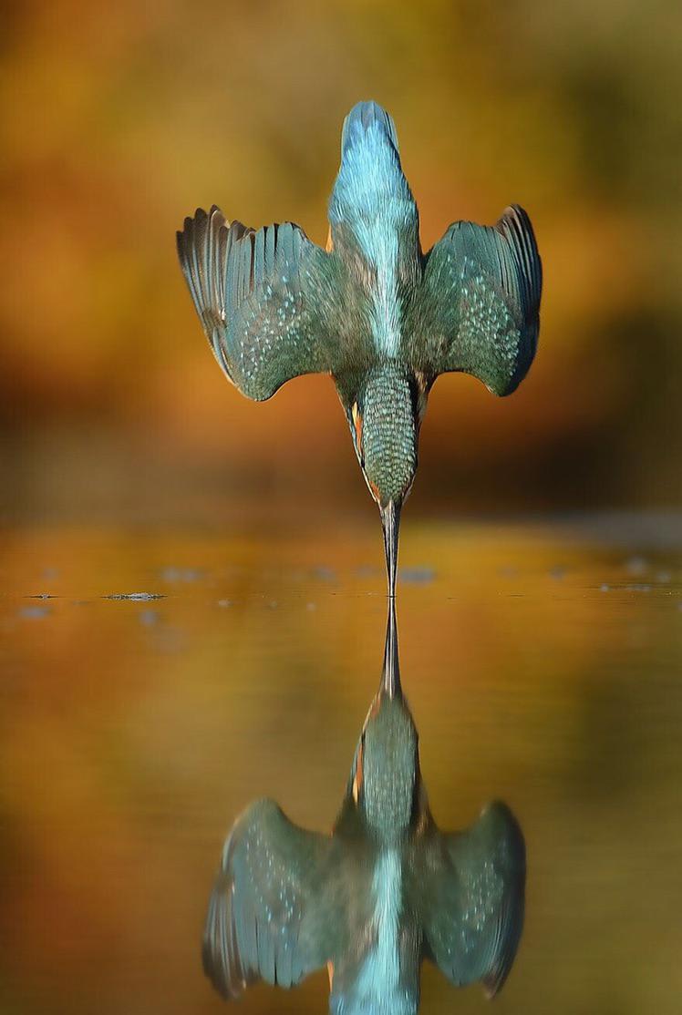 6 years, 720,000 attempts, Alan Mcfadyen's perfect kingfisher dive photo