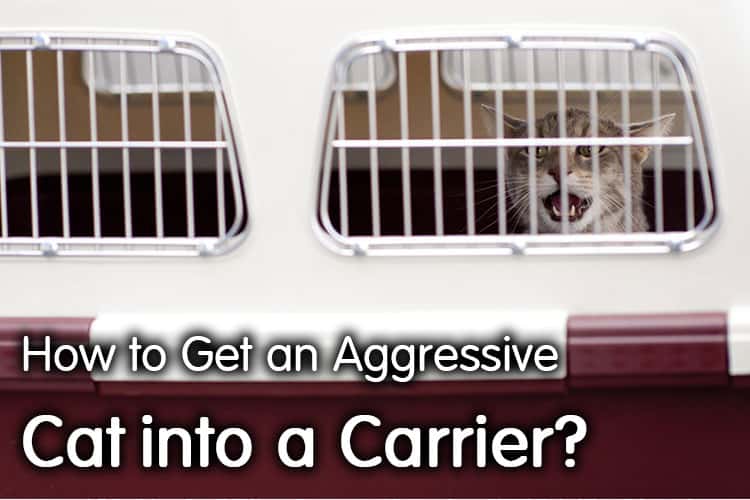 How to Get an Aggressive Cat into a Carrier?
