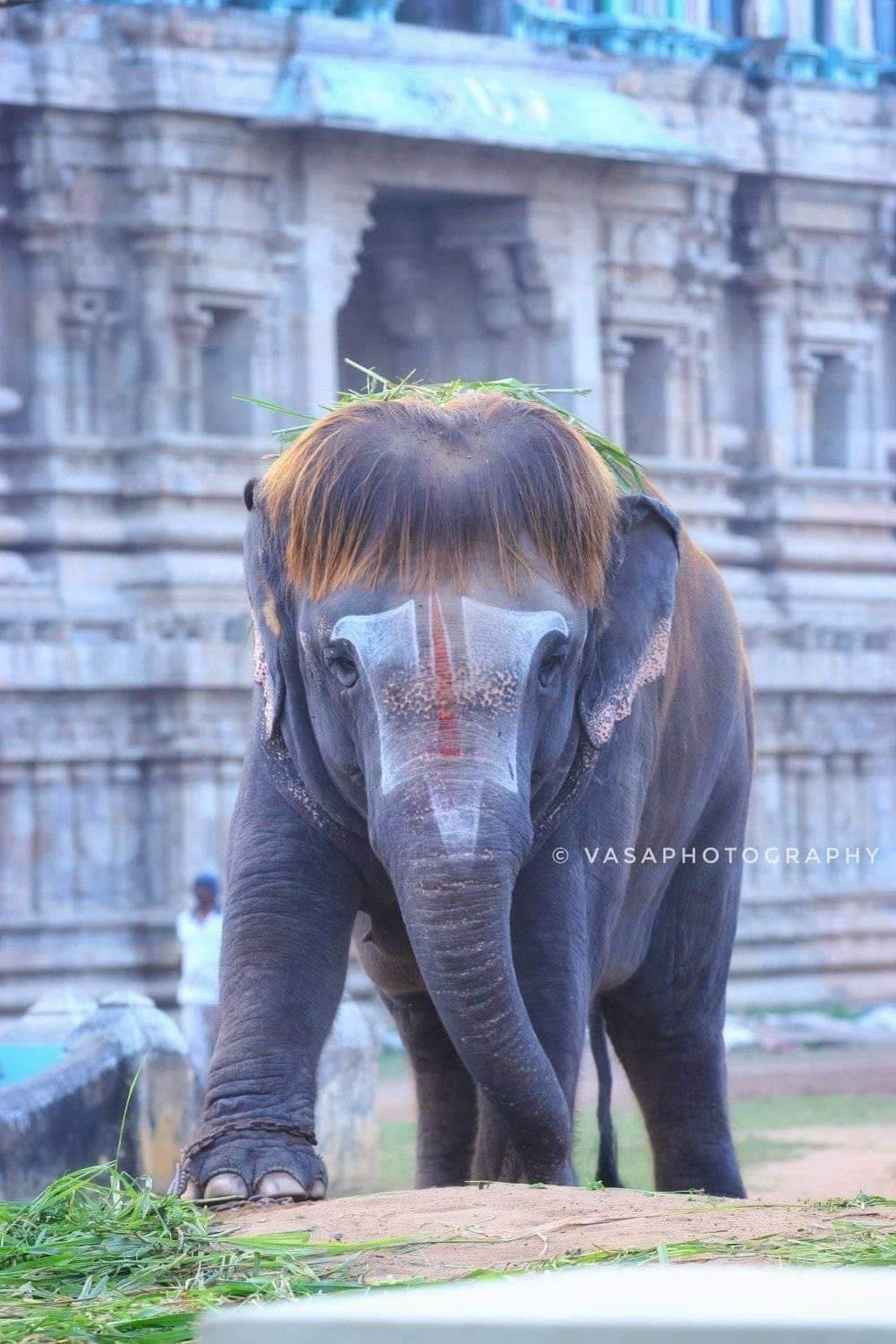 PsBattle: This dashing Indian Elephant