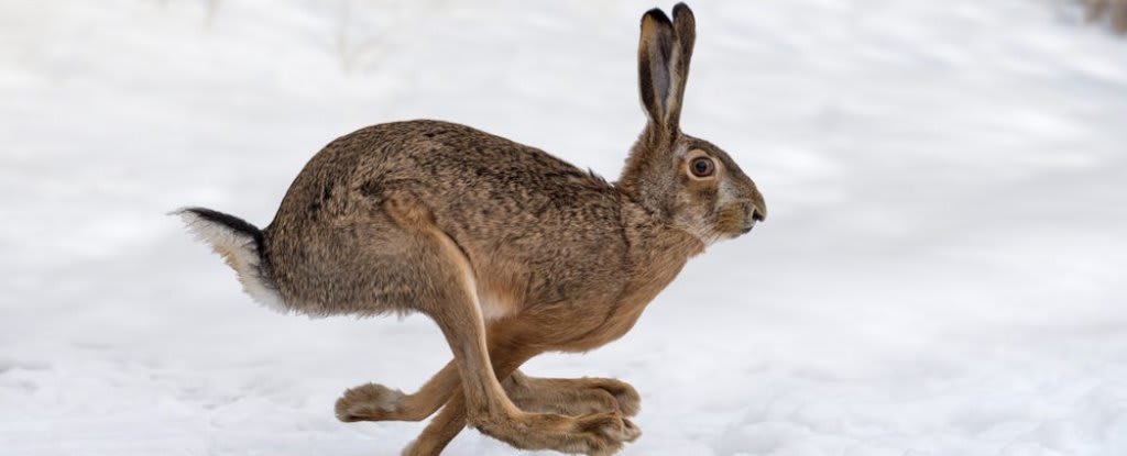 A Deadly Rabbit Virus Nicknamed 'Bunny Ebola' Is Spreading Rapidly in Southwestern US
