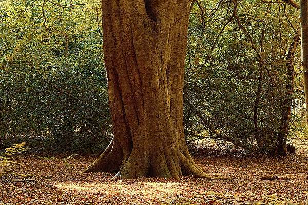 Old Tree in North of England Forest