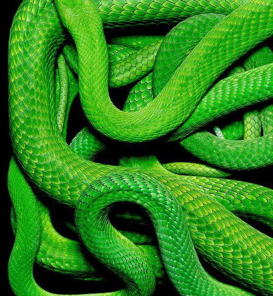 'Snake Stories' by Lauren Groff