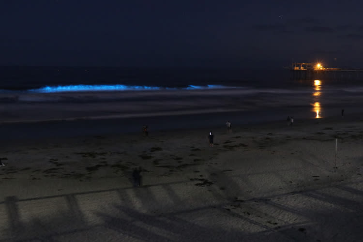 Bioluminescence off Southern California - EPOD