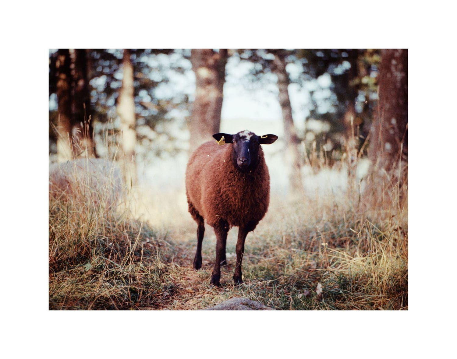 Sheep Thrills [Mamiya 645 Pro | Mamiya Sekor 150mm f/3.5 | Portra 400]