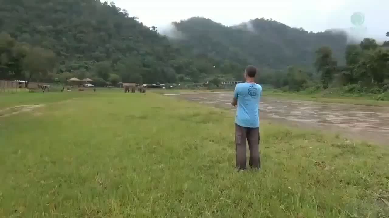 In Thailand, these elephants were rescued from abuse. They were brought to a sanctuary where a caretaker raised them with affection and love. Watch their reaction when they hear his voice. This is love.
