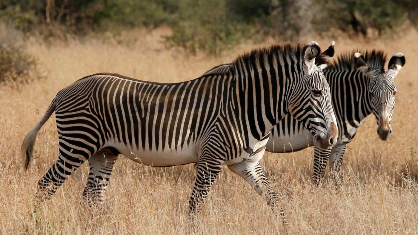 The unlikely reason zebras have black and white stripes