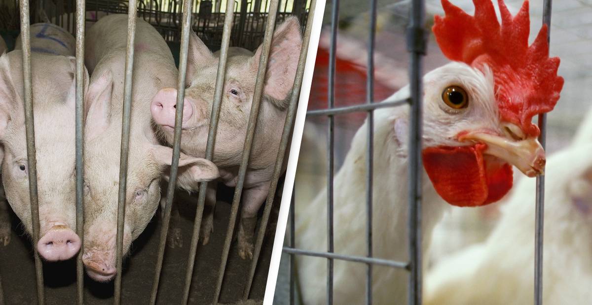 Farm Animals To No Longer Be Kept In Cages, EU Rules