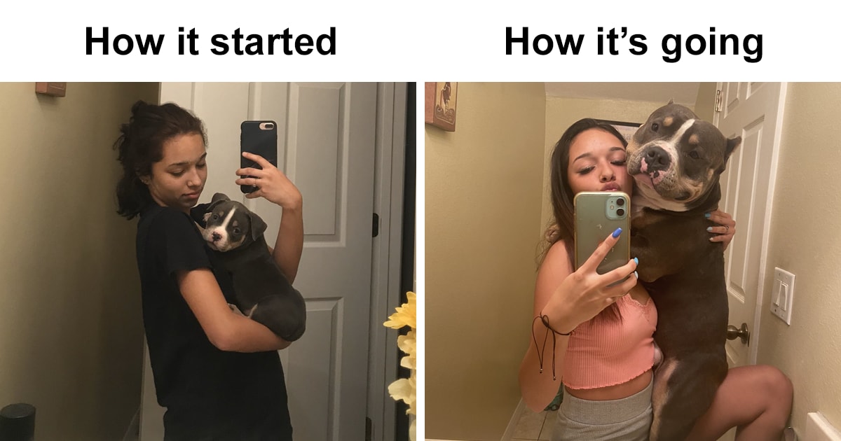 45 Of The Best Reactions Pet Owners Had To The ‘How It Started Vs. How It Ended’ Meme Challenge