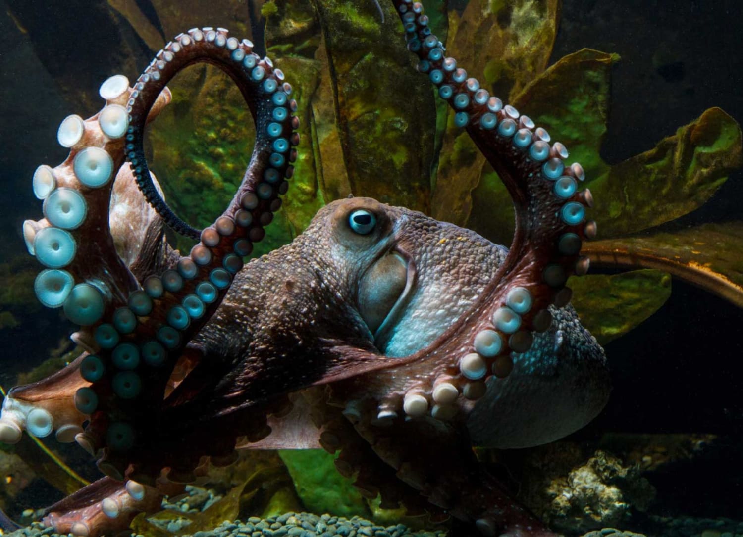 Inky's Daring Escape Shows How Smart Octopuses Are