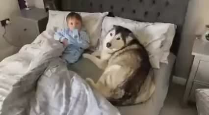 Doggo refuses to leave bed, then proceeds to fall asleep while looking after the baby 👶🏻🐶