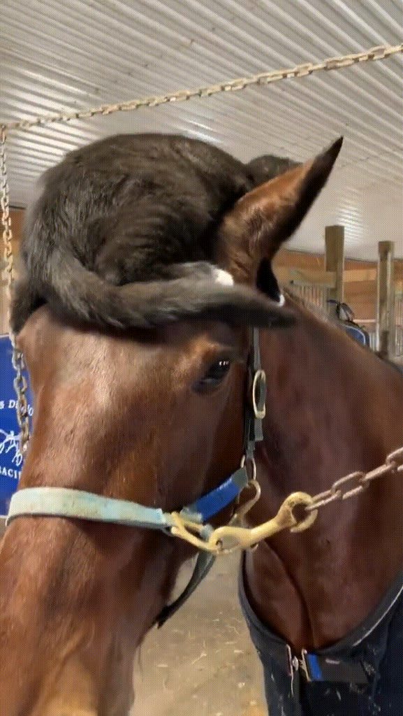 A horse wears a cat as a hat