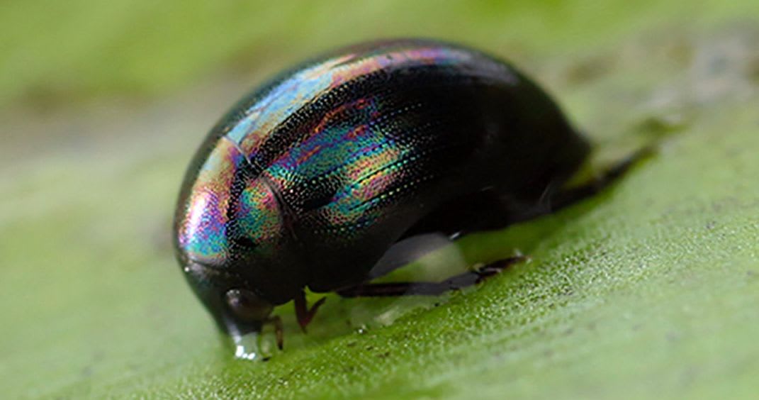 In 2020, We Are All This Beetle