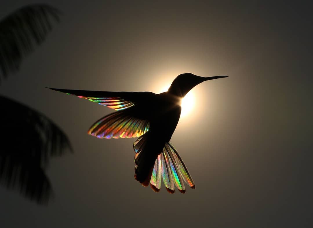 Photographer Captures the Prismatic Colors of the Sun Filtering Through a Hummingbird's Wings
