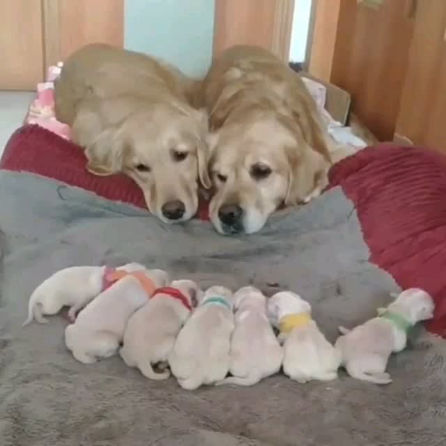 Cute Wholesome family