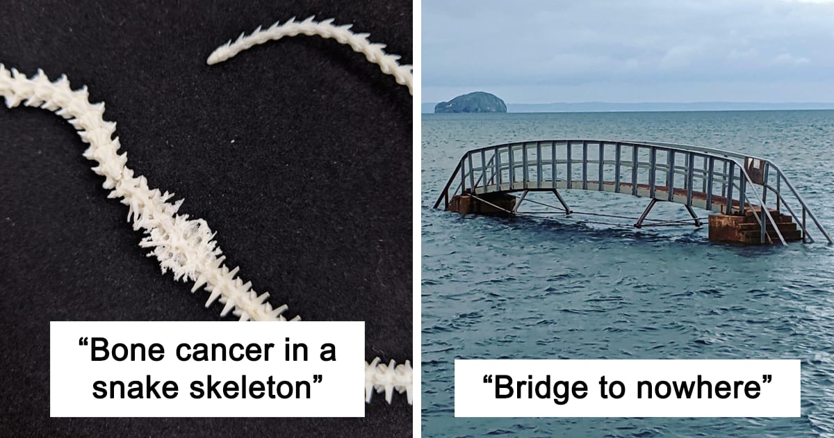 50 ‘Mildly Interesting’ Things Spotted In Nature That Are Actually Surprising (New Pics)