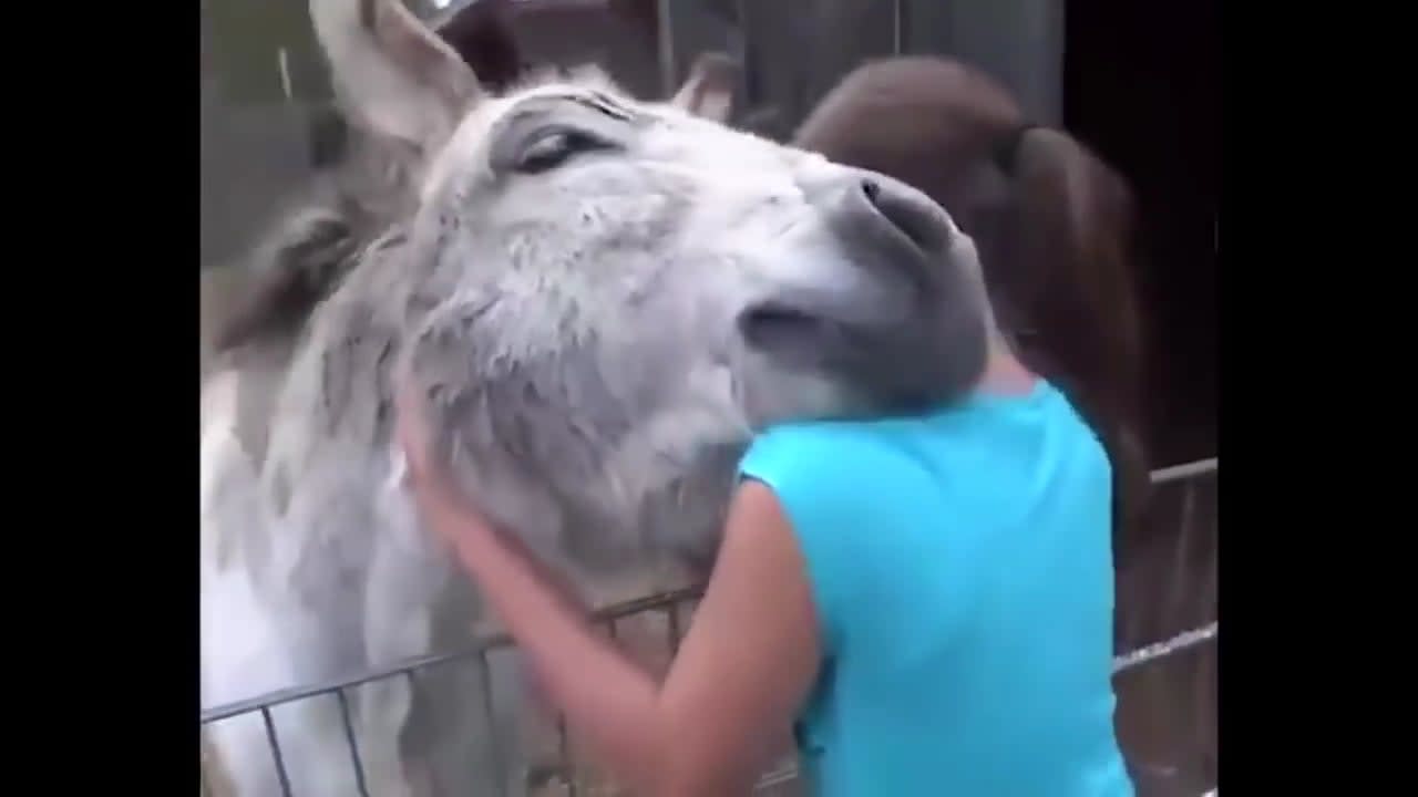 Donkey meets the girl who raised him