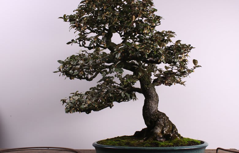 Pair of valuable bonsai trees missing from Federal Way museum