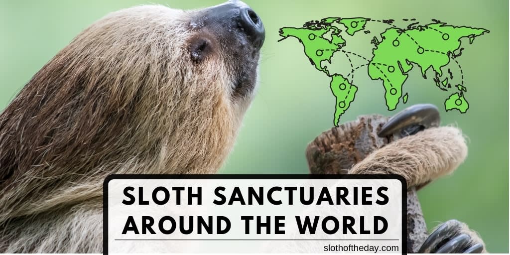 8 Awesome Sloth Sanctuary Around the World