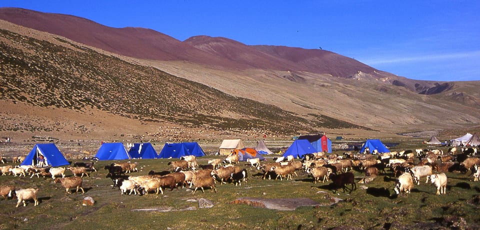 13 Days Markha Valley Trek ladakh - Leh Ladakh Tours and Treks