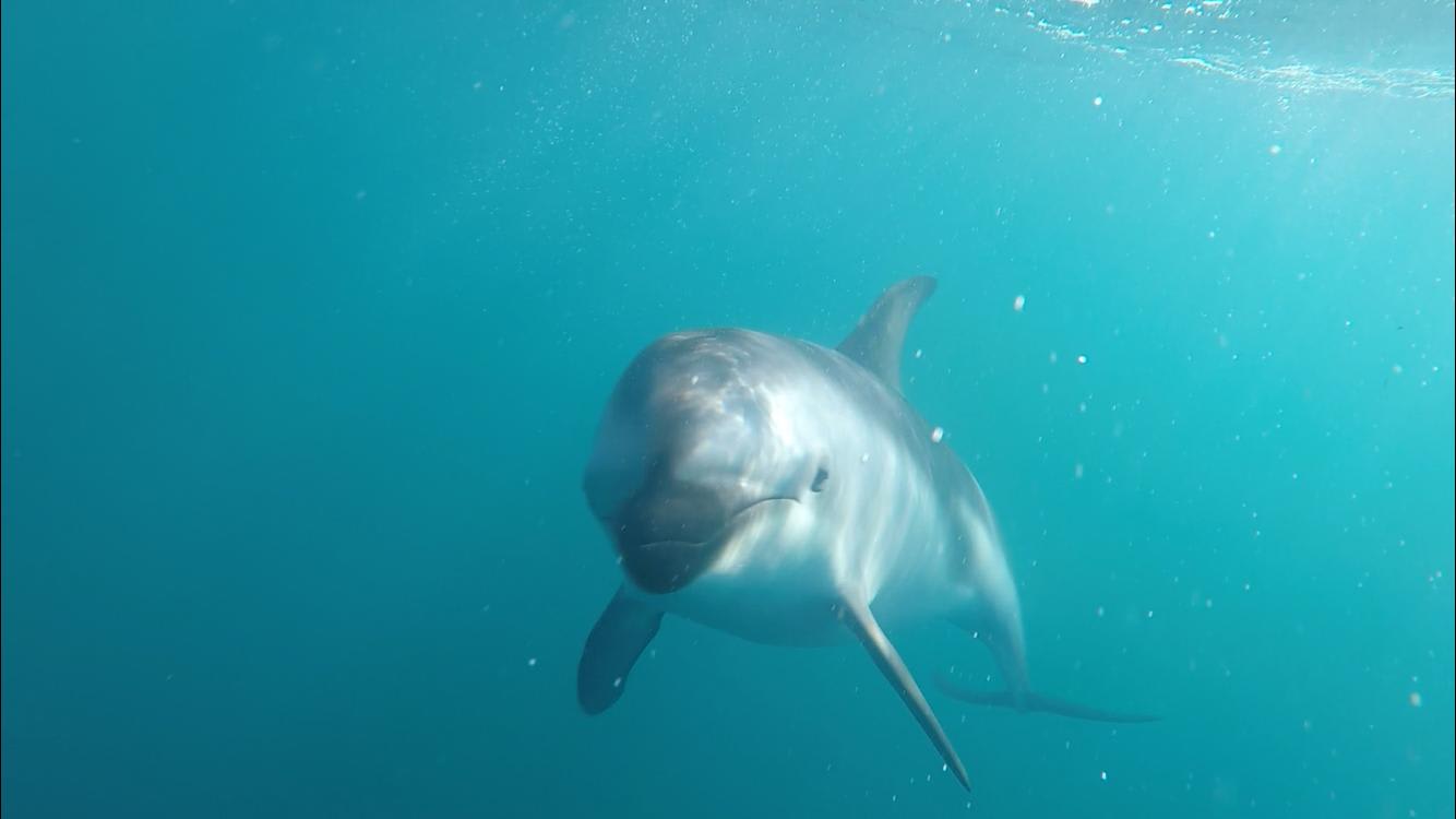 Swimming with Wild Dolphins in Kaikoura: Worth Waking Up at 4 a.m.