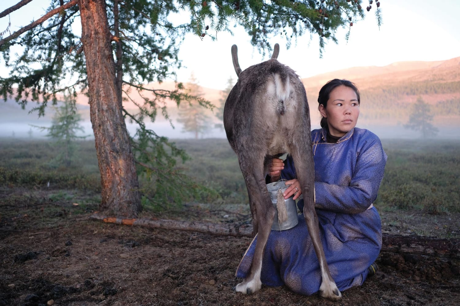 The answer to lactose intolerance might be in Mongolia