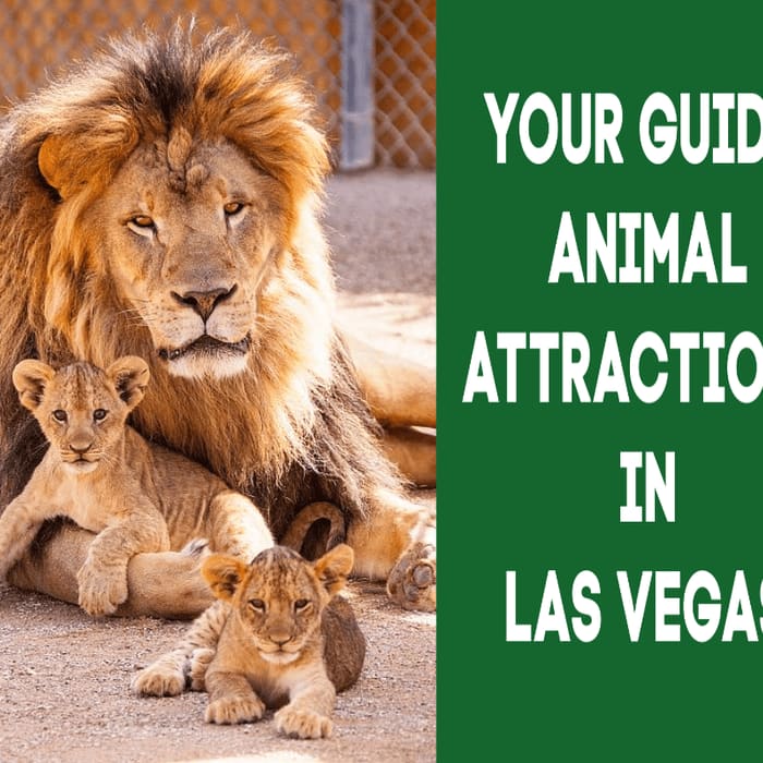 Best Guide to Animal Attractions in Las Vegas to Henderson