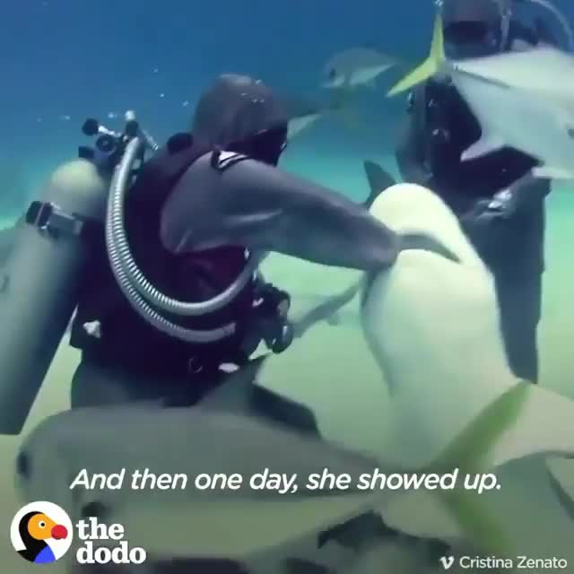 Shark remembers and loves the diver who pulled a fishing hook out of its mouth, other sharks with hooks caught in their mouths show up to have them removed as well.