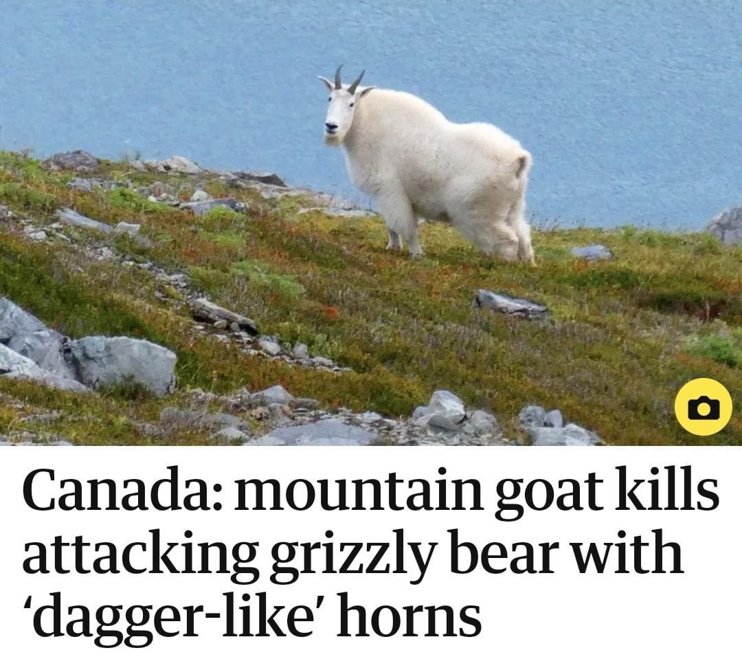 Goats are naturally metal, but this is awesome.